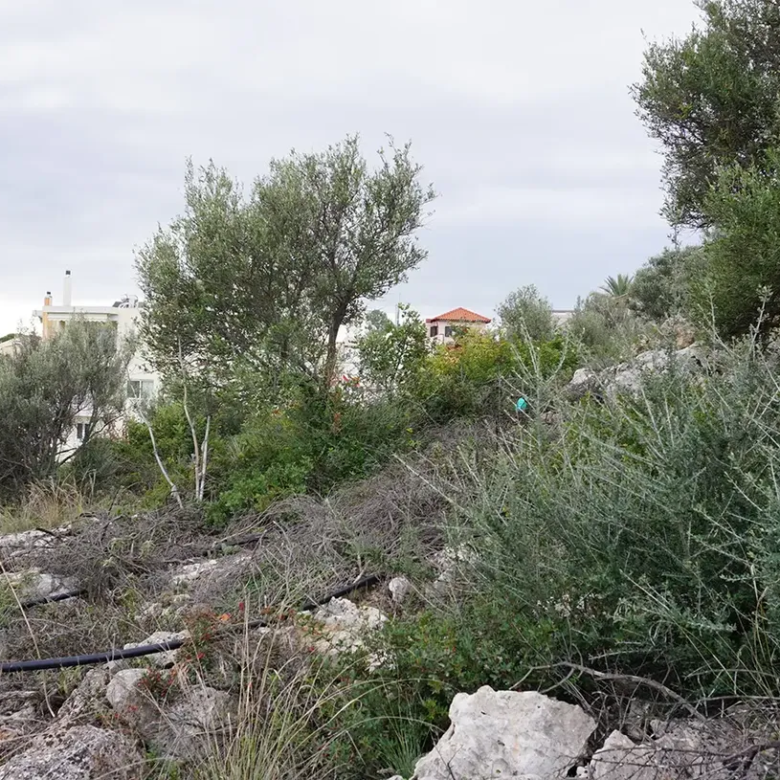 Plot for Sale in Pithari, Akrotiri Area
