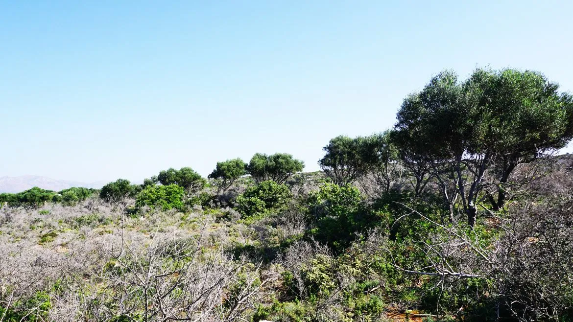 Agios Onoufrios Plot For Sale, Akrotiri Area - ARENCORES, Chania Real Estate Experts