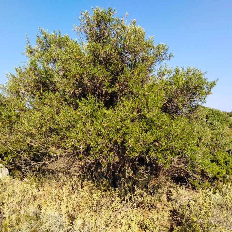 Aroni Land Plot for Sale in Akrotiri Area - CHnaia Real Estate