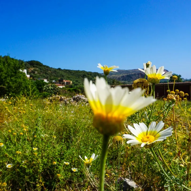 Corner Plot for Sale in Apokoronas (Stylos) - Chania Real Estate Experts