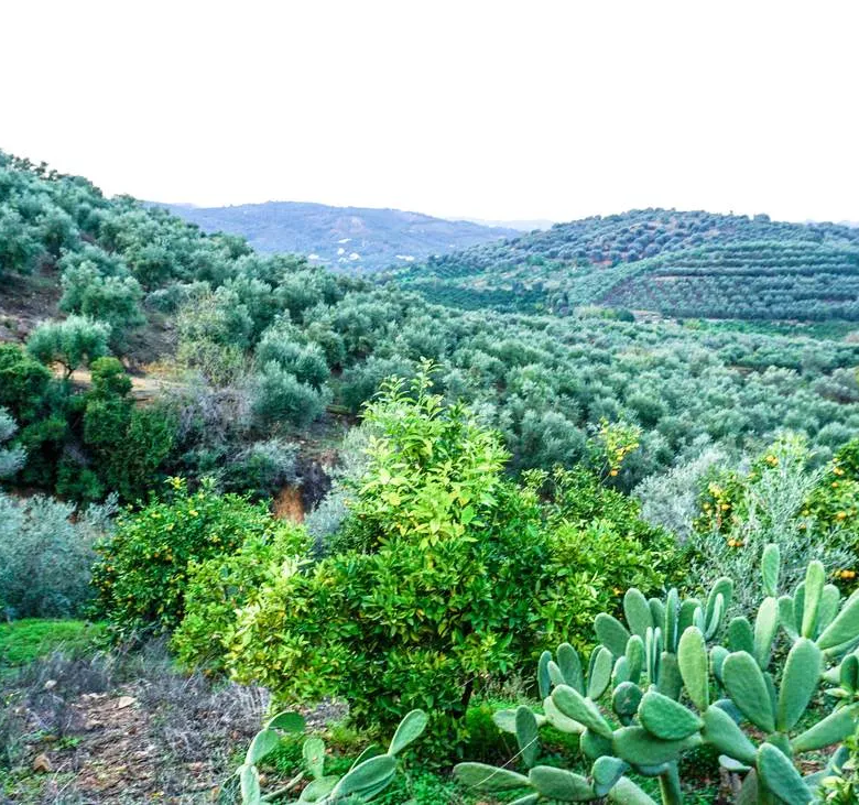 Fournes Peaceful plot for Sale - ARENCORES