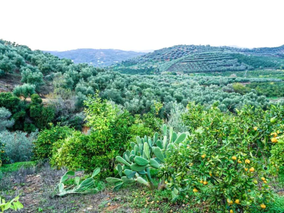 Fournes Peaceful plot for Sale - ARENCORES