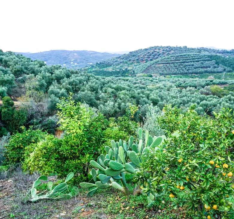 Fournes Peaceful plot for Sale - ARENCORES