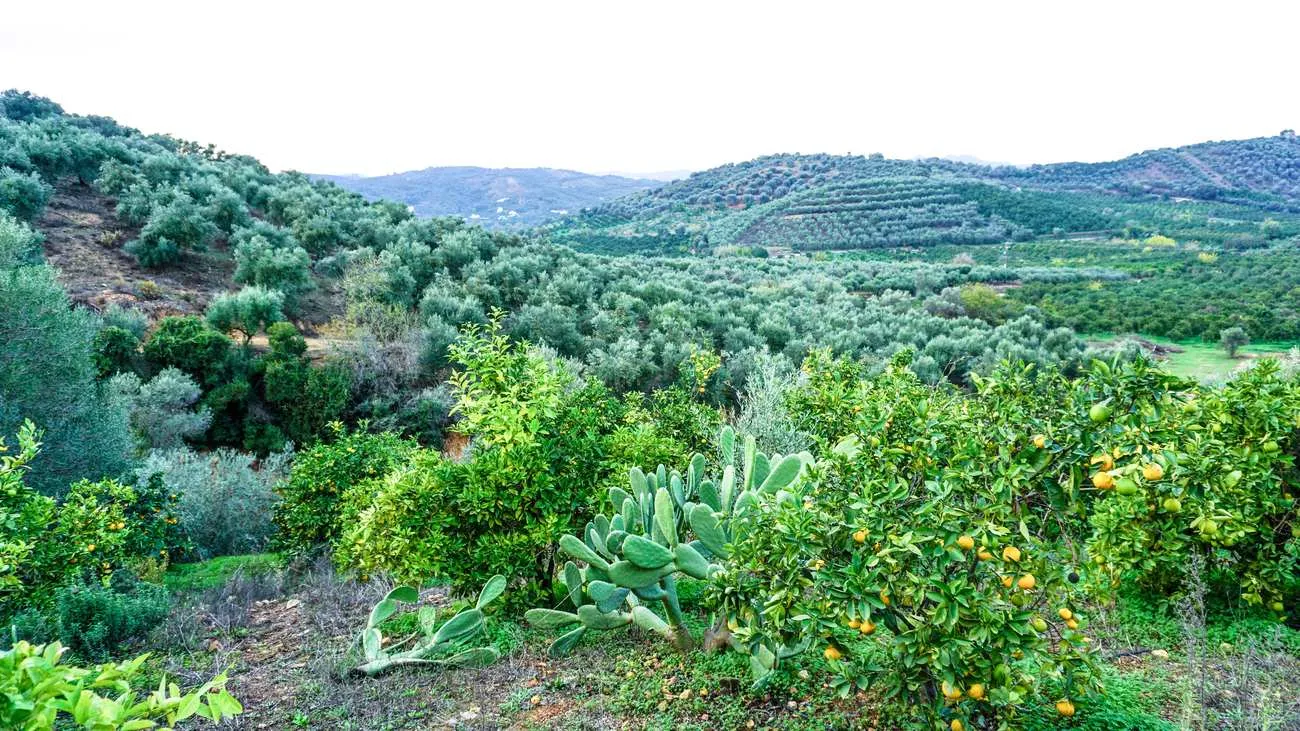 Fournes Peaceful plot for Sale - ARENCORES