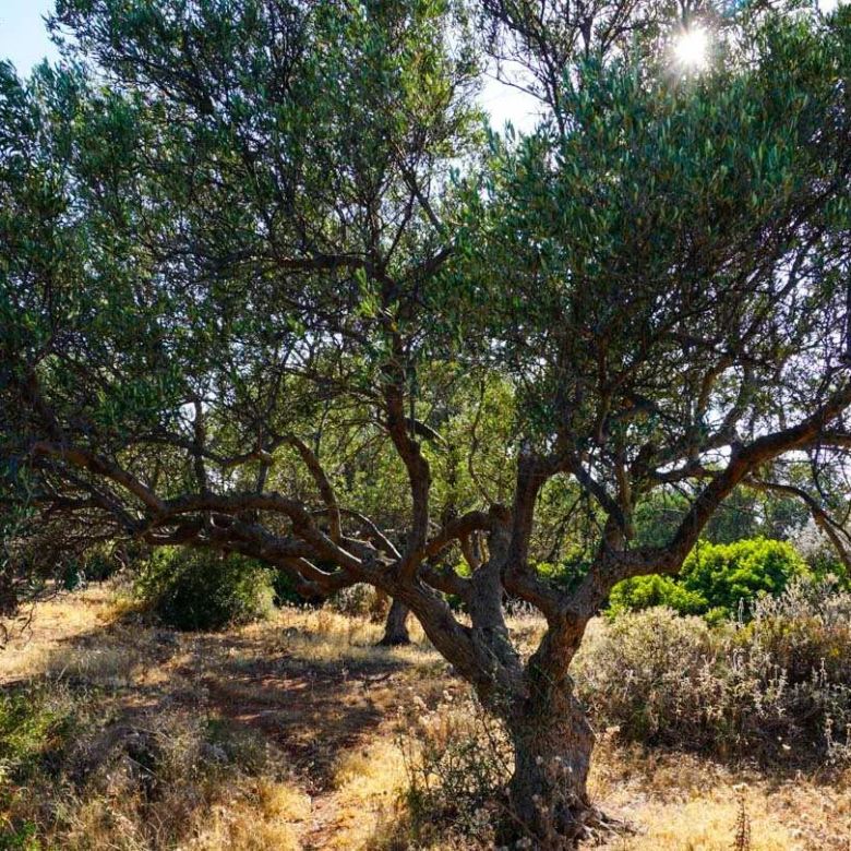 Large Plot for Sale in Korakies, Akrotiri - ARENCORES, Chania Real Estate Experts