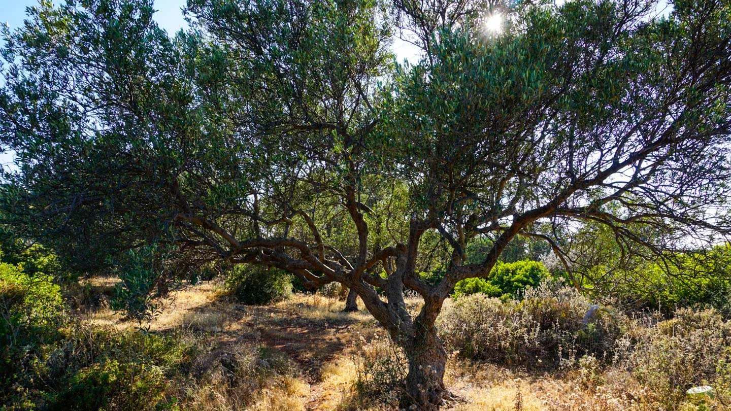 Large Plot for Sale in Korakies, Akrotiri - ARENCORES, Chania Real Estate Experts
