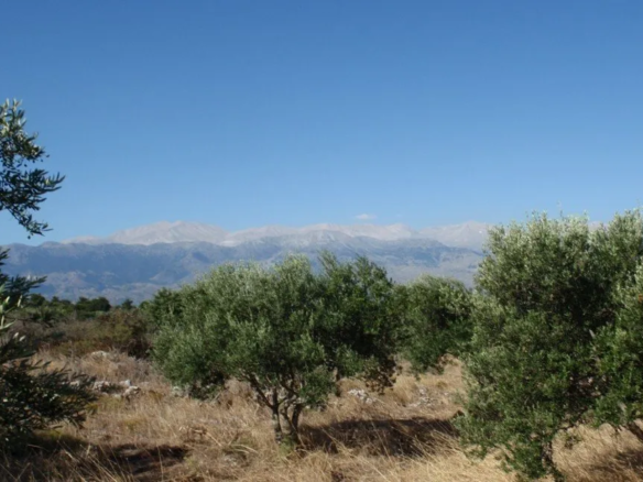 Litsarda, Apokoronas. Chania, 730 08, Crete