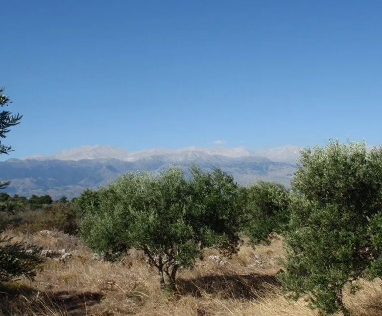 Litsarda, Apokoronas. Chania, 730 08, Crete