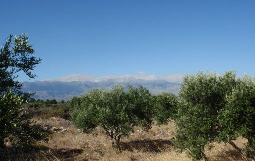 Litsarda, Apokoronas. Chania, 730 08, Crete