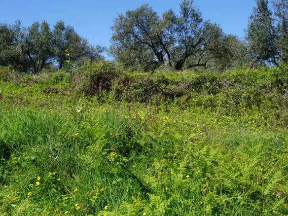 Peaceful Plot for Sale in Platanias - ARENCORES, Chania Real Estate Agents