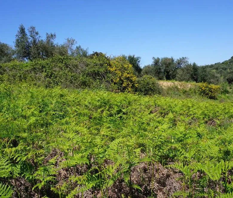 Peaceful Plot for Sale in Platanias - ARENCORES, Chania Real Estate Agents