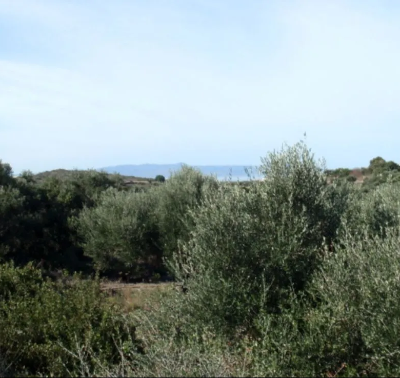Stavros Large Plot for Sale, Akrotiri - ARENCORES Chania Real Estate Agents