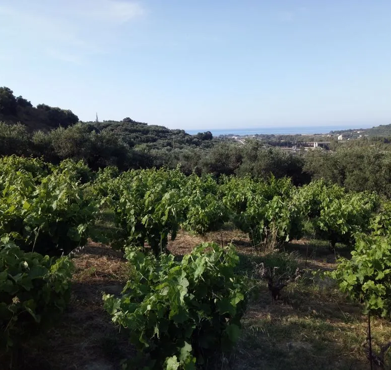 Voukolies Large Plot for Sale, Tavronitis - Chania Real Estate Experts