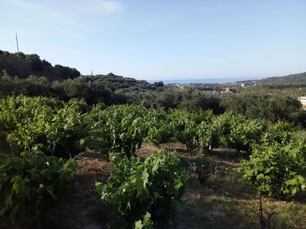 Voukolies Large Plot for Sale, Tavronitis - Chania Real Estate Experts