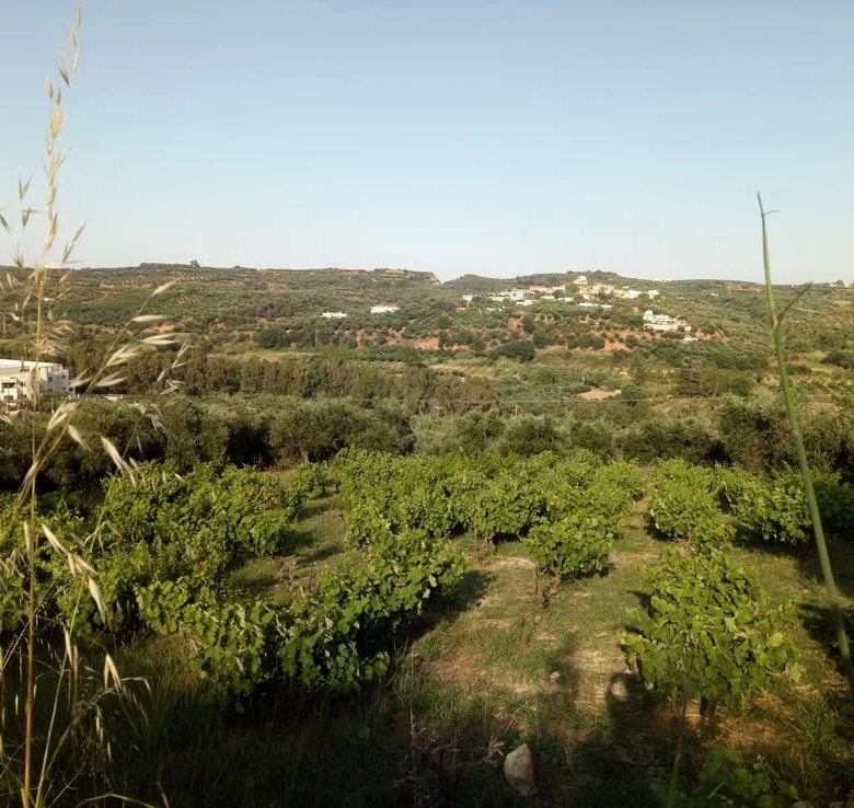 Voukolies Large Plot for Sale, Tavronitis - Chania Real Estate Experts