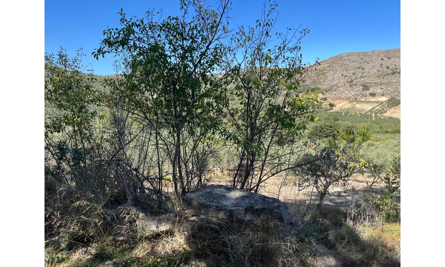 Plot for Sale in Deliana, Kolimbari